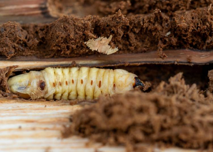 Termites de bois à Deauville